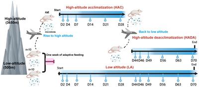 Impact of high-altitude acclimatization and de-acclimatization on the intestinal microbiota of rats in a natural high-altitude environment